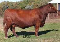 Several daughters have sold in the ecess of $20,000 and her embryos sales have been strong with the buyers being etremely pleased.