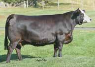 A flush in our spring online sale sold to Bryan Strommen and Terry Ellingson. The Red Jewell pregnancy is sired by the legendary HC Power Drive. Genetics you don t find.