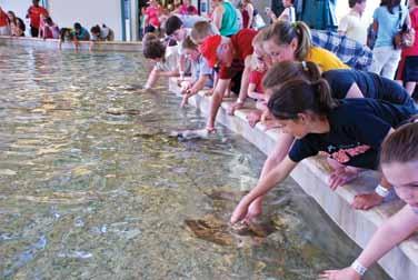 Stingrays, History, Educational Programs Attract Visitors The year wasn t entirely consumed by the serious matters of conserving species. Our visitors also had lots of fun.