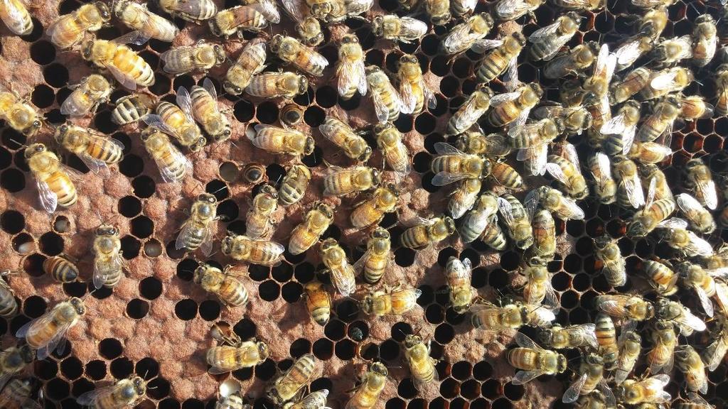 the problem is that most beekeepers who lose bees to varroa-associated viruses never see it happen they wrap up their big booming colony in the fall, and then clean up the deadout in the spring.
