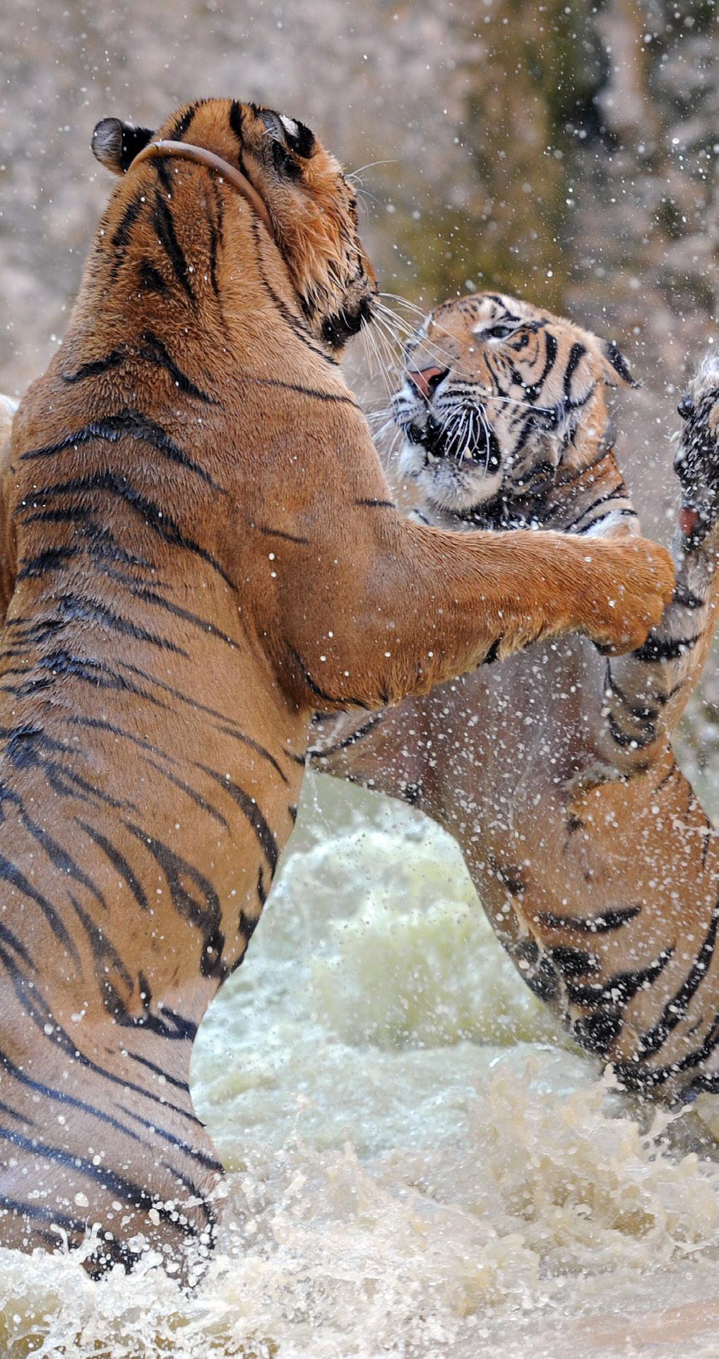 Often, older animals from the Temple were exchanged for young cubs from Laos. The old tigers were then sold and killed for their body parts, e.g. to make medicine from tiger bone glue.