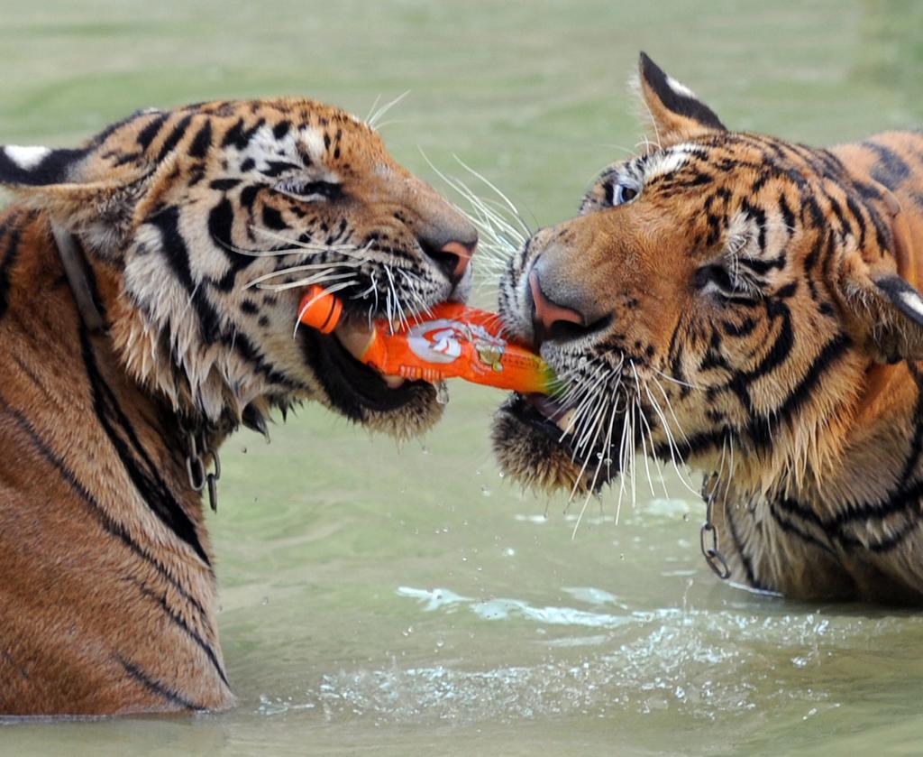 TIGERS TO BE FREED ADDITIONAL FACTS AND FIGURES TIGER FACTS Tigers are