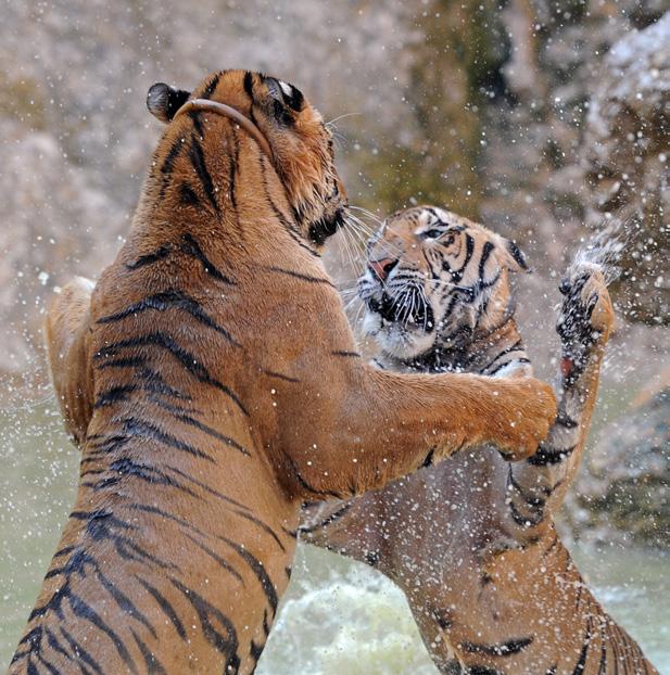 2) Why do you think the monks wanted to keep tigers at the temple?
