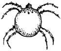 15 WATER MITE: The water mite is a round critter with eight legs and one eye. It is usually red in color, but it can be blue, green or spotted. Its small legs make it hard for it to swim.