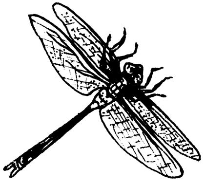20 DRAGONFLY: It is interesting to watch a dragonfly catch its dinner of small insects and tadpoles. It uses a scoop-like lower lip called a labium (lay bee um) to reach out and grab its food.