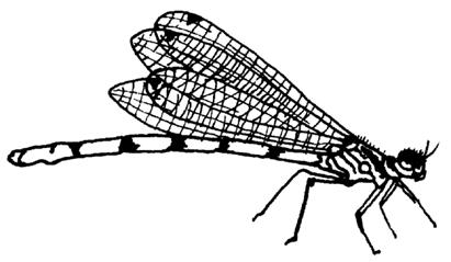 21 22 DAMSELFLY: The damselfly is closely related to the dragonfly. The damselfly is much slimmer than the dragonfly ; in fact it looks a lot like a mayfly, but it is usually much larger.