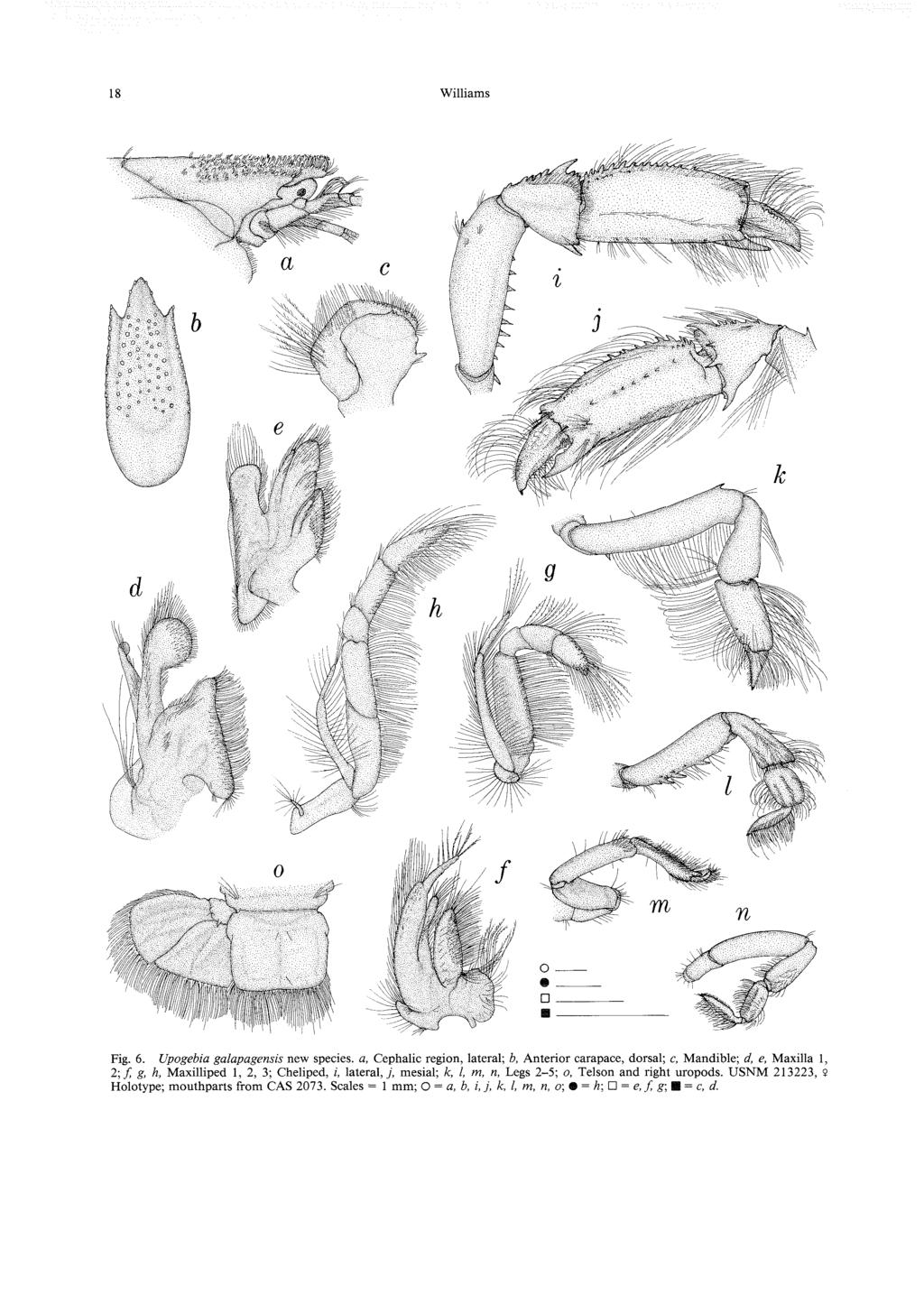 18 Williams Fig. 6. Upogebia galapagensis new species, a, Cephalic region, lateral; b. Anterior carapace, dorsal; c.
