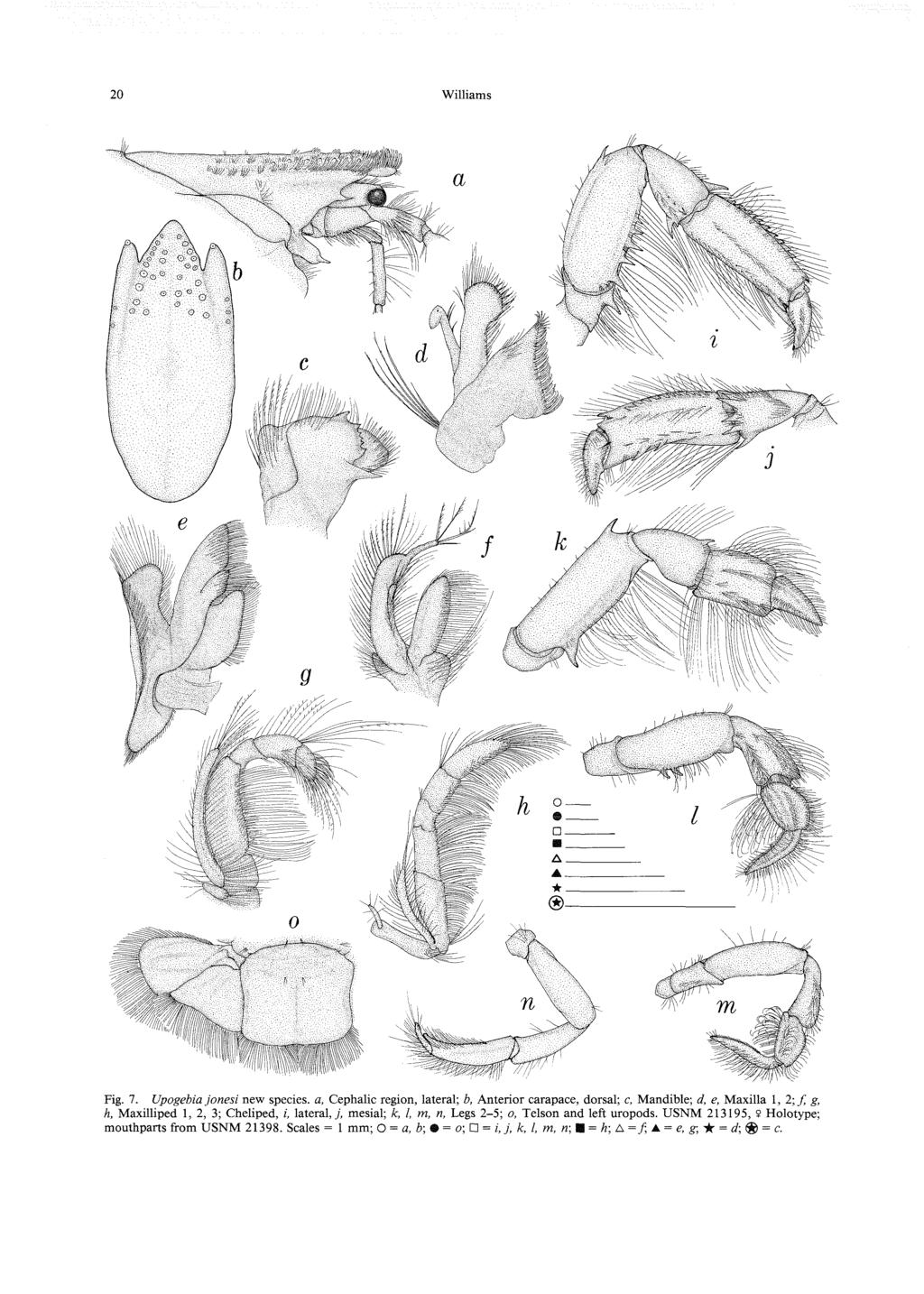 20 Williams Fig. 7. Vpogebia jonesi new species, a. Cephalic region, lateral; b, Anterior carapace, dorsal; c.