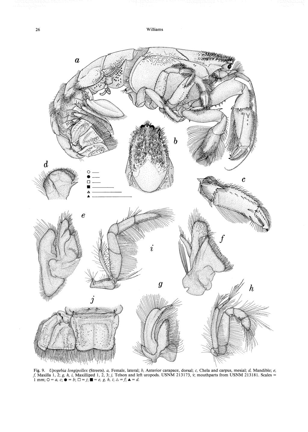 26 Williams Fig. 9. Upogebia longipollex (Streets), a, Female, lateral; b, Anterior carapace, dorsal; c, Chela and carpus, mesial; d. Mandible; e, f.