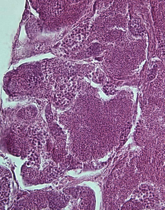 Several male Bettas were used to observe normal testicular morphology. The lobular divisions separated by small ducts could clearly be seen in Figure 8.
