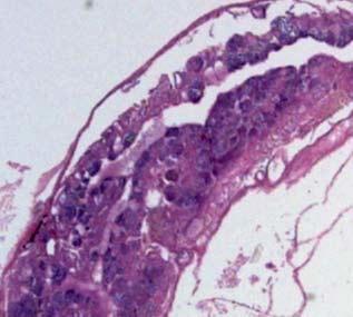 Figure 16 shows a fully transformed gonad that consists of primarily testicular tissue, with the exception of a few atretic oocytes.