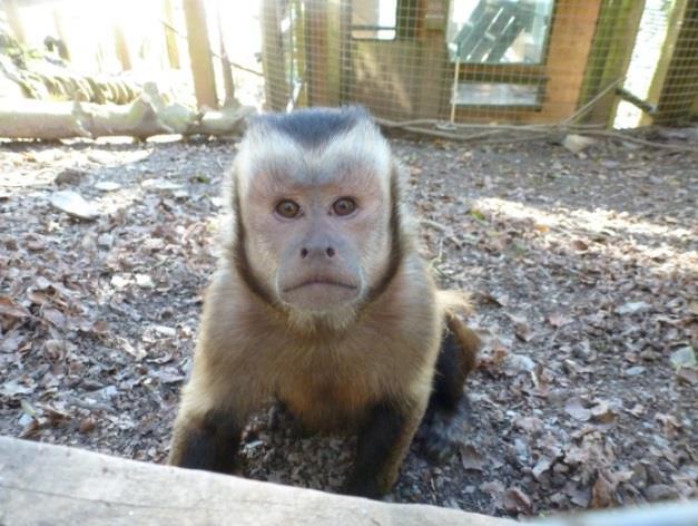 The sanctuary became a registered charity under the name The Monkey Sanctuary Trust in 2004 and in 2009 the name Wild Futures was chosen to reflect the wider aims of the charity.
