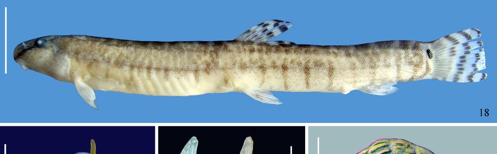 Zoological Systematics, 42(4): 490 507 Four new Niwaella loaches from east China 499 as holotype. Diagnosis.
