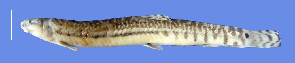 Zoological Systematics, 42(4): 490 507 Four new Niwaella loaches from east China 505 laterimaculata are closely related with a low genetic distance (2.3%).