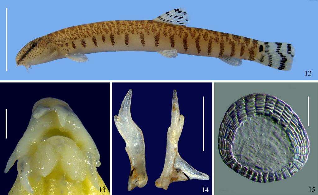 Zoological Systematics, 42(4): 490 507 Four new Niwaella loaches from east China 497 length of the pectorals. Pigmentation pattern.
