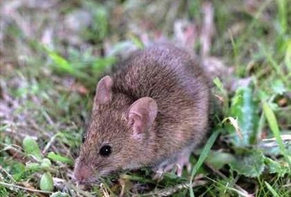 lawn Restrict use of bird seed Institute rodent control program Never leave out food