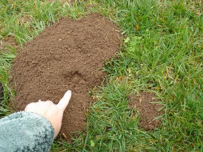 Pocket gopher mounds Extensive burrowing
