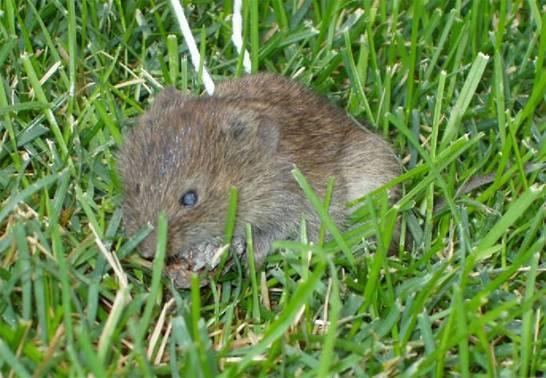 Voles Short lifespan: 2 to 16 months Fur color is gray to brown Color is grayishbrown Reach 5 to