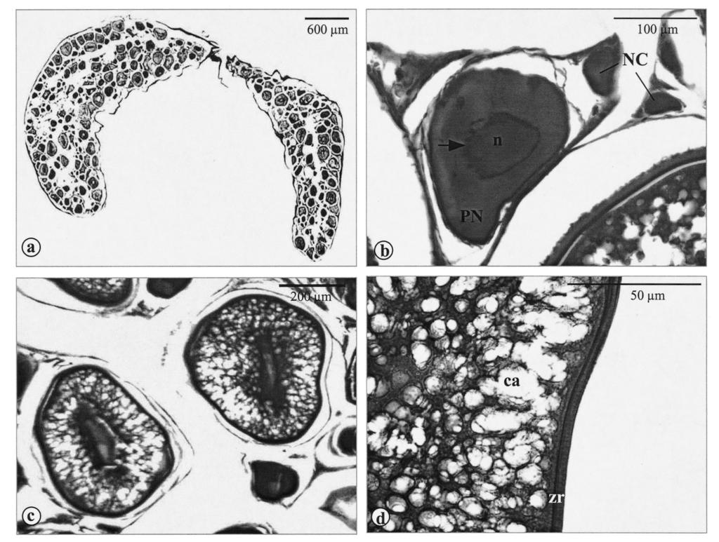 100 S. VAN DER MOLEN & J. MATALLANAS Fig. 1. Transverse sections of the entire ovary showing oocytes in different developmental stages. a. Complete section of bo