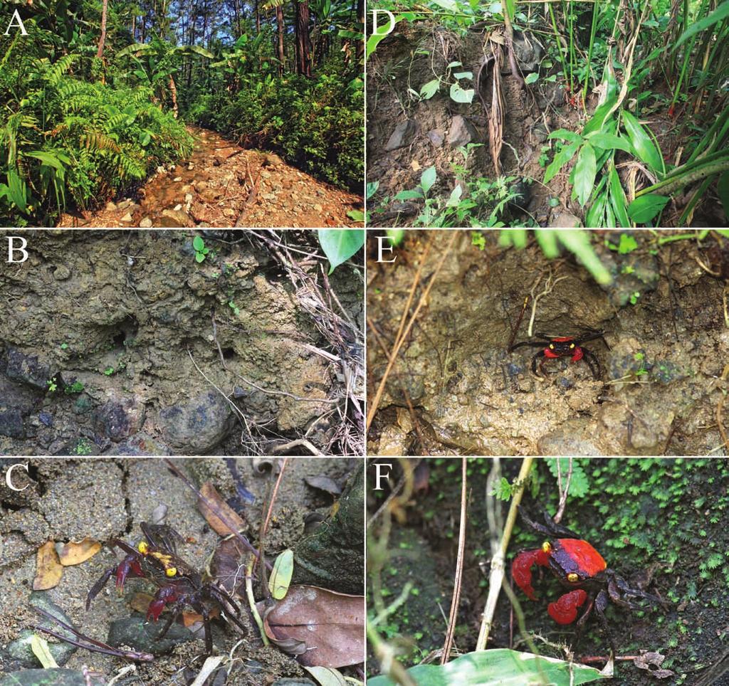 Ng et al.: New species of Geosesarma from central Java, Indonesia Ecology.