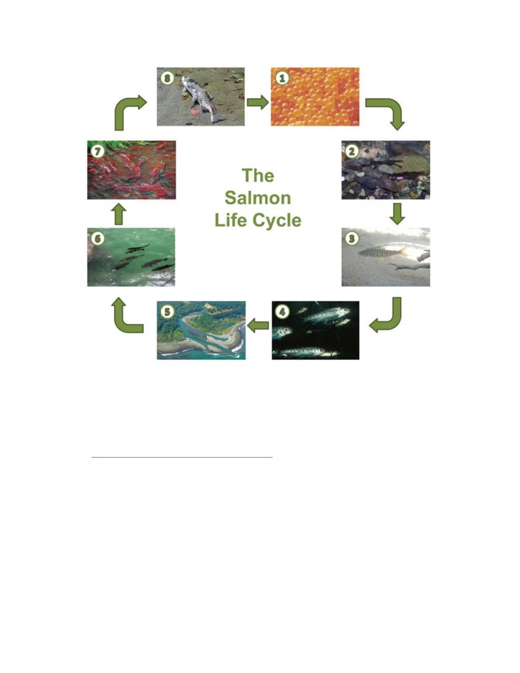 The Salmon Life Cyc e Figure 1. Anadromous salmon life cycle. http://www.nps.gov/olym/learn/nature/the-salmon-lifecycle.