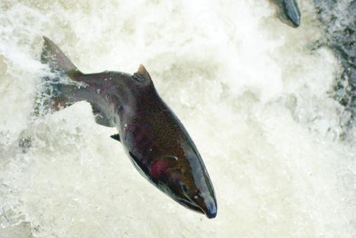 Your contribution will improve salmon habitat and help to establish healthy and abundant populations