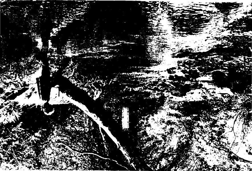 FIGURE 2. A well shaded reach of Walker Creek just above Chileno Creek. This photo was taken June 11, 1975 during an experimental release of 1.