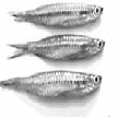 Fish were fed by nursery pelleted feed (Sabinco feed) in treatment 1 (T 1 ); 50% live + 50% dead small prawns (Macrobrachium rosenbergii) and small fishes (darkina, Esomus danricus and mola,