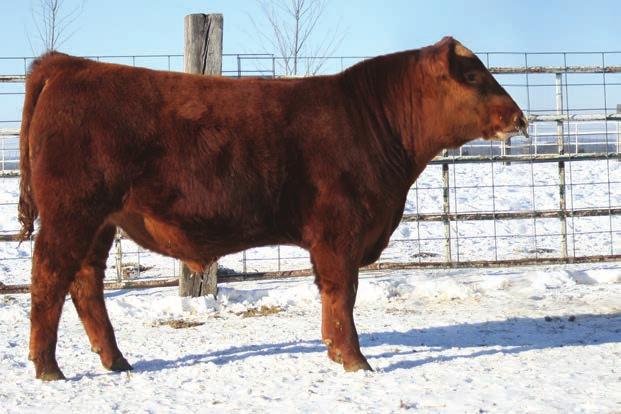 Low birth weight bull with some great maternal genetics