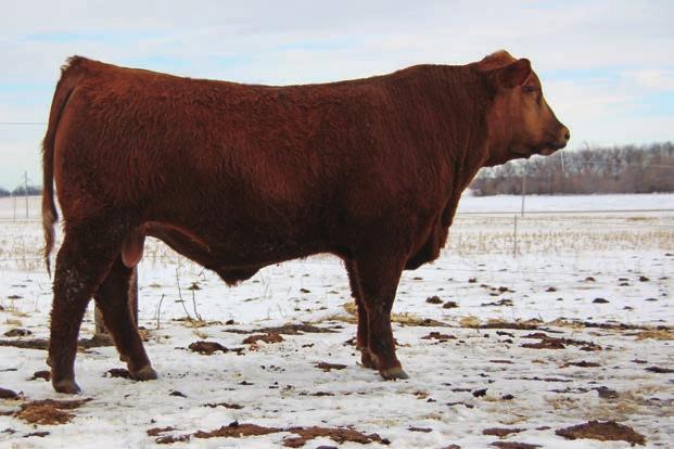 He is built from the ground up, heavy structured, soft made and smooth. Herd bull material. % IMF: 3.71 REA: 16.