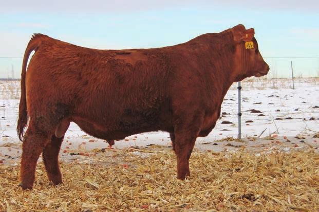 THE SONS OF REDMAN & DOC Reg: 1612755 WeBr redman 340 Calved: 2/20/2013 5L NORSEMAN KING 2291 RED RMJ REDMAN 1T CROWFOOT KURUBA 4033P 340 is another calving ease bull.