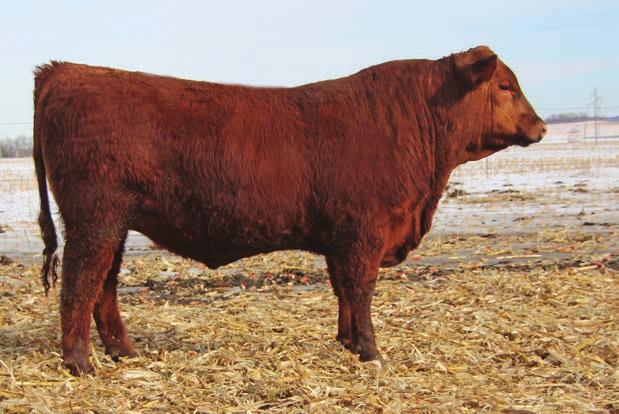 His maternal brother by Card Shark was the 2013 Champion Bull at the Black Hills Stock Show. His mother has made quite a mark here with a 106.7 MPPA. % IMF: 4.01 REA: 14.