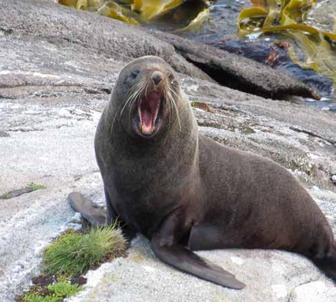 108 Section 6: Outcomes Achieved Under the NZ QMS Section 6a: Biological and Environmental Performance Sea Lion and Fur Seal By-catch The New Zealand sea lion is endemic to New Zealand and is