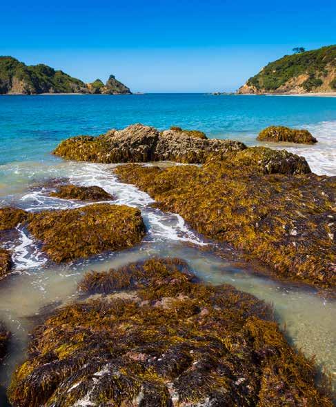 11 Introduction Harataonga Beach, Great Barrier Island Raewyn Peart with enforcement as necessary, of regulations or rules which govern fisheries activities in order to ensure the continued