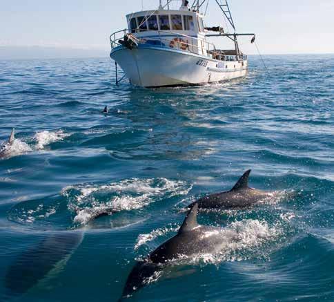 26 Section 1: Insights and Lessons from the New Zealand Experience Dolphins swimming in front of a fishing vessel Talley s n A Quota Management System can provide, but does not necessarily always