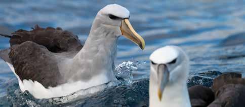 83 Section 4: The Principle Institutions Engaged in Fisheries Management in New Zealand Salvin s albatross Ed Dunes protected species and the marine environment.
