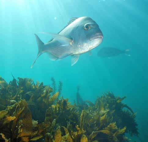 91 Section 5: Fisheries Management within the Wider Context of Ocean Conservation and Management A snapper in sunrays istock.