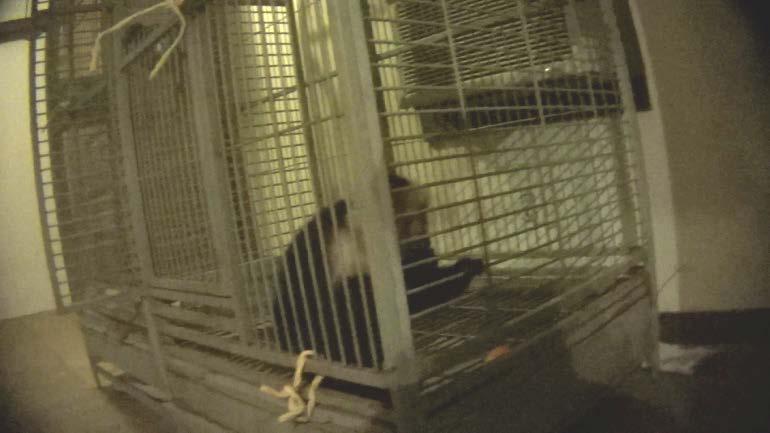 A solitary and elderly capuchin monkey named Emmett spent seven weeks in a filthy bird cage in a dimly lit apartment on Tiger Safari s property.