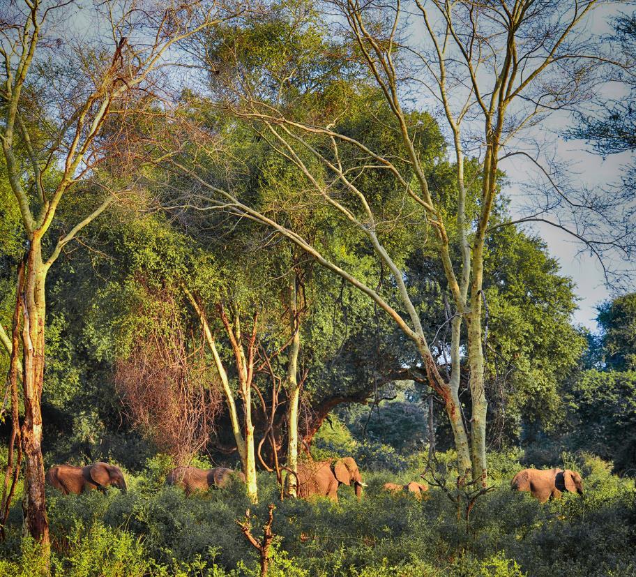 The Pafuri area of the Kruger National Park The far northern Kruger Park is a photographer s