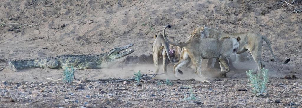 Crocodile versus Lions The Lion's Roar Photo