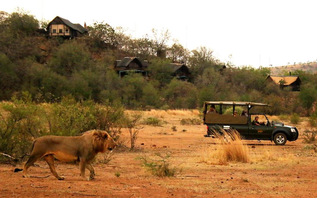 Tshukudu is situated on a concession in the park, which means vehicles from other lodges are not allowed onto their property and this gives their guests exclusivity when they have animals