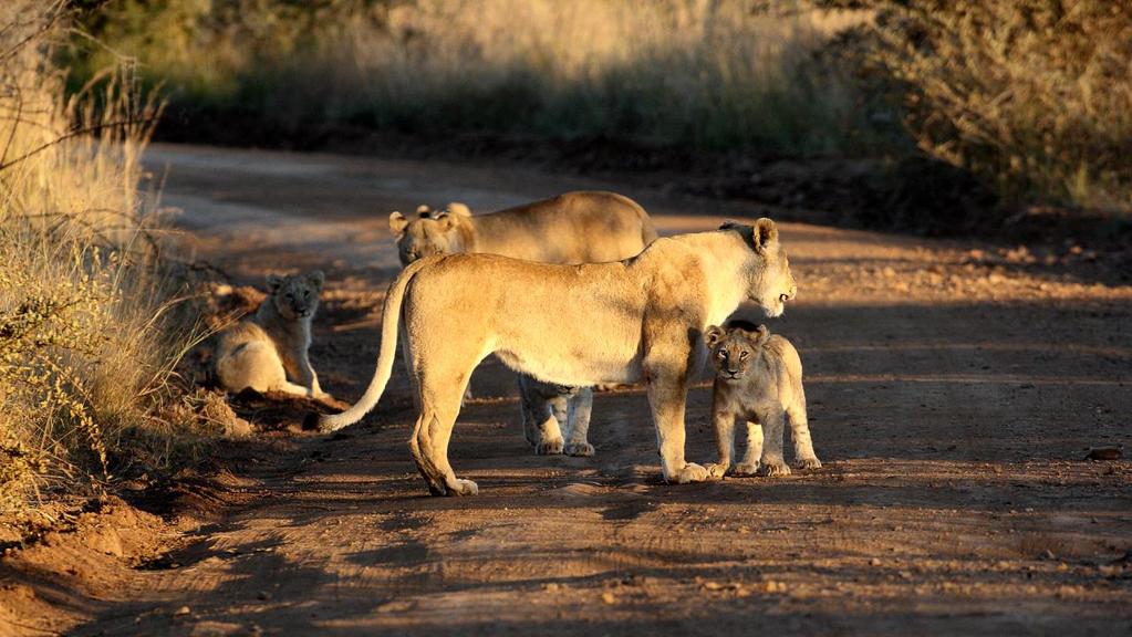 The Pilanesberg Hides The Lion's Roar Photo Safari Newsletter The Pilanesberg National Park has six hides; Mankwe, Makorwane, Ruighoek, Batlhako, Malatse and Rathlogo.
