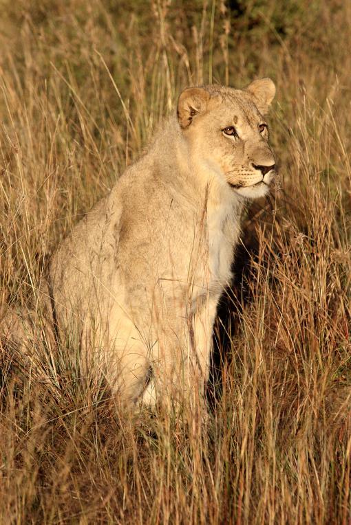 who started looking towards the waterhole with great interest Cay drove to the hide anticipating the lions would come to drink or for food and he was right, they were