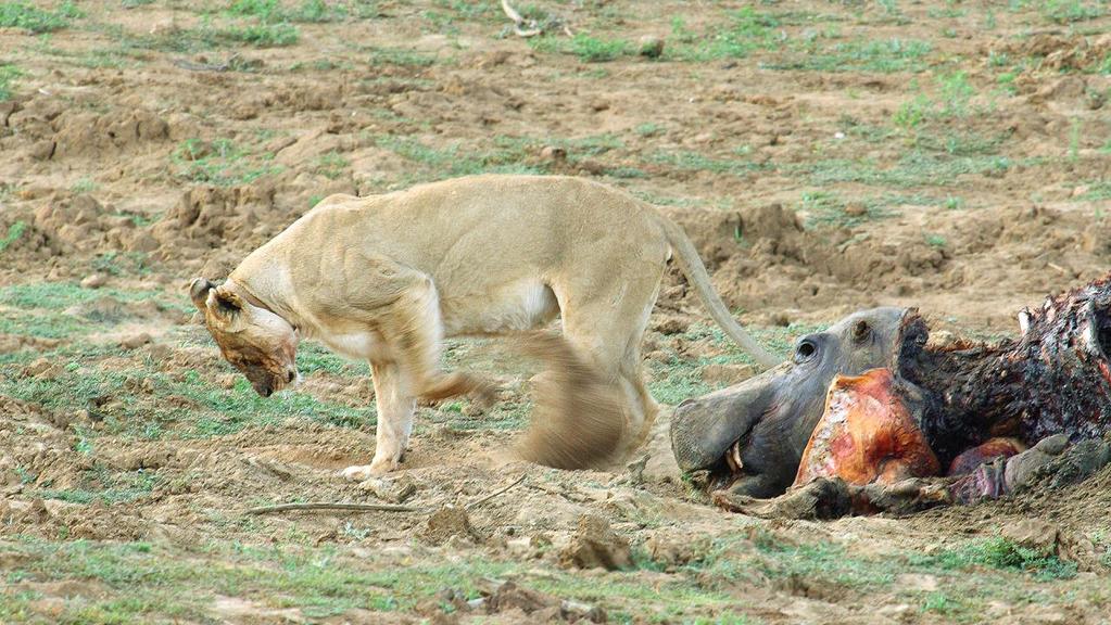 He made an interesting behavior observation about lions that he s not heard of before. As you can see in this image, the lioness tried to hide the carcass by covering it with sand.