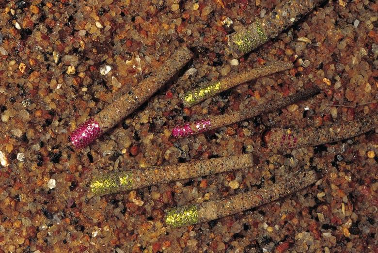 528 J.K. Jackson et al. Fig. 2 Gumaga nigricula larvae with either yellow or purple glitter incorporated into the anterior portions of their cases. marked larvae. We set up twelve plastic trays (0.
