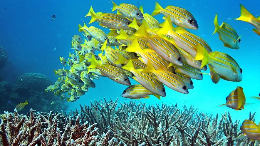 Climate change is doing damage to coral in the Great Barrier Reef By Michael Slezak, The Guardian, adapted by Newsela staff on 11.30.