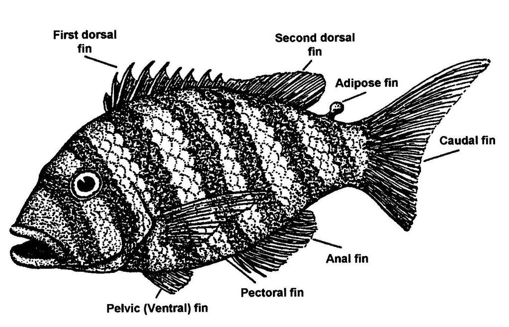 B. How Do Fins Help a Fish? FINS & SCALES Leaders Guide Purpose: This section helps youth learn the names and functions of the different fins fish have.