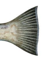 A, barracuda, pinfish, tarpon, sheepshead, and many others! Answers may vary. Lunate tail A. This type of tail is curved or shaped like a crescent.