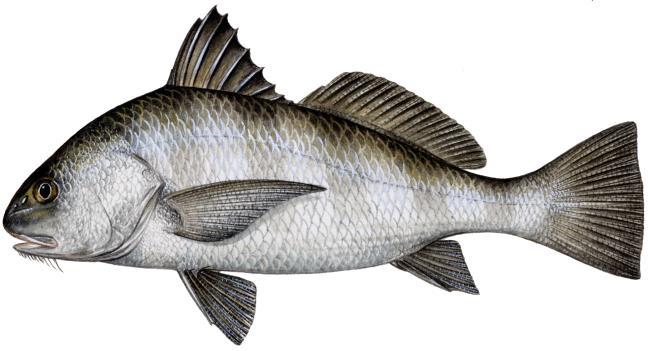 A fish with a small mouth may eat small bits of food or prey. Fish with a sucker-shaped mouth (or mouth on underside) feed near the bottom and search the sediment for food.