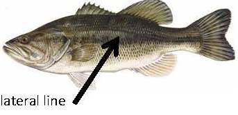 Bony fish can have one of three different kinds of scales. If possible, youth should remove a scale from their fish.